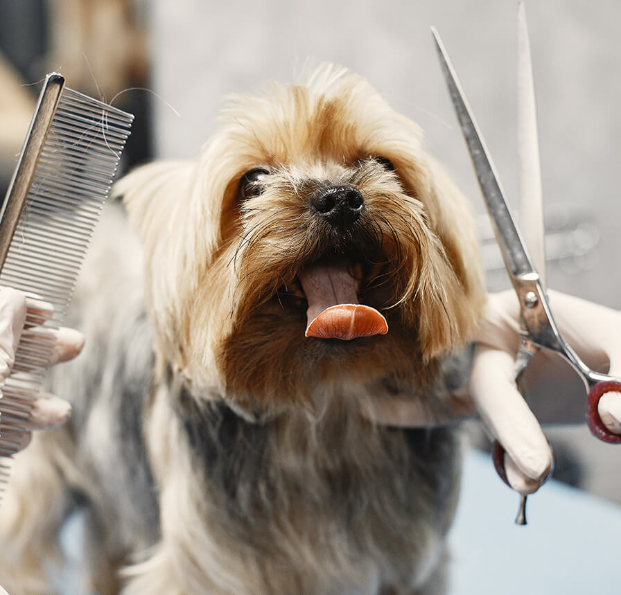 professional grooming professional grooming