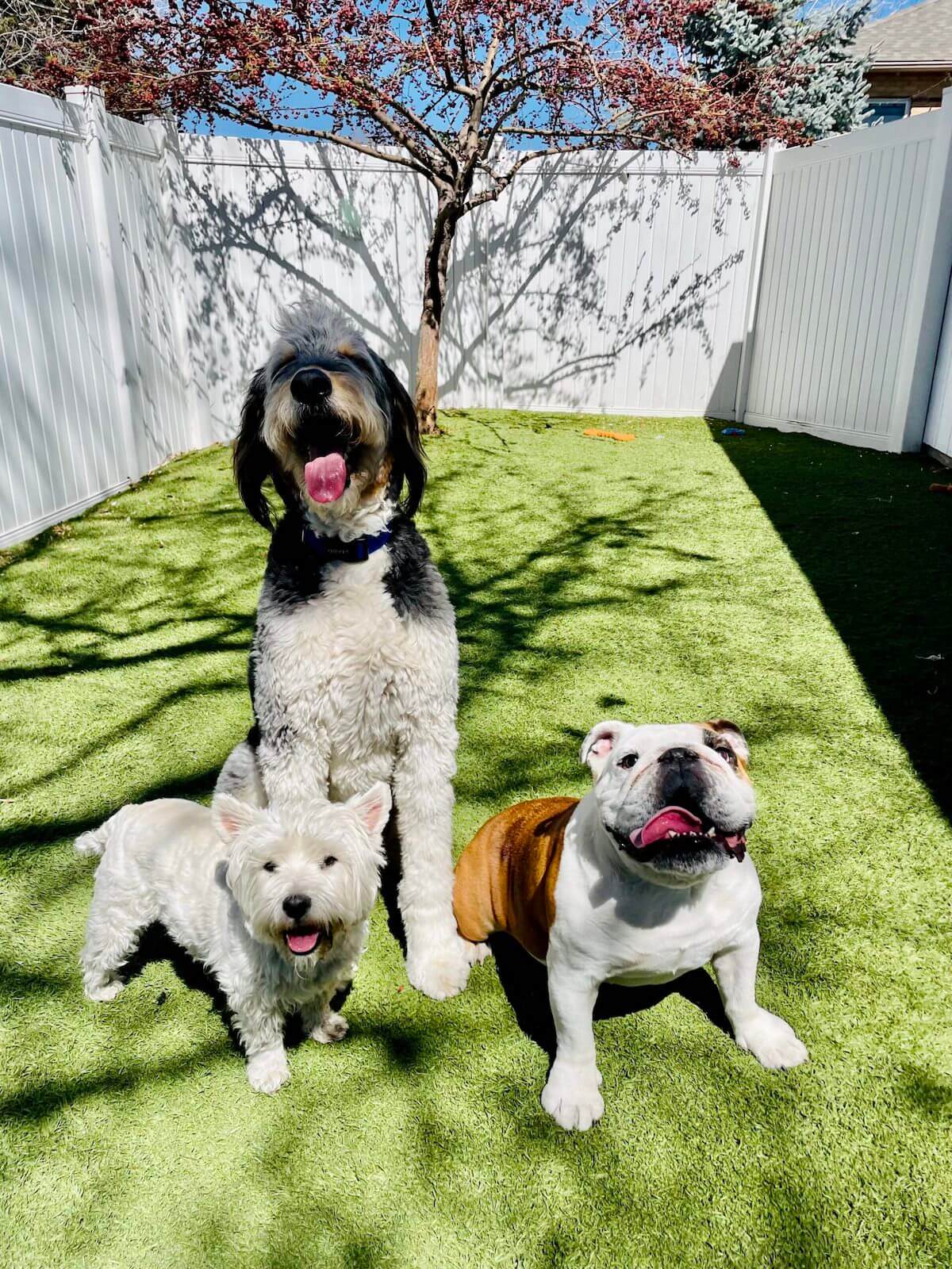 benefits of dog daycare