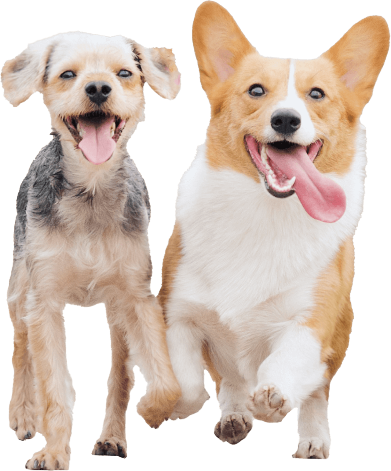 Dog Daycare Happy Tail Happy Dog