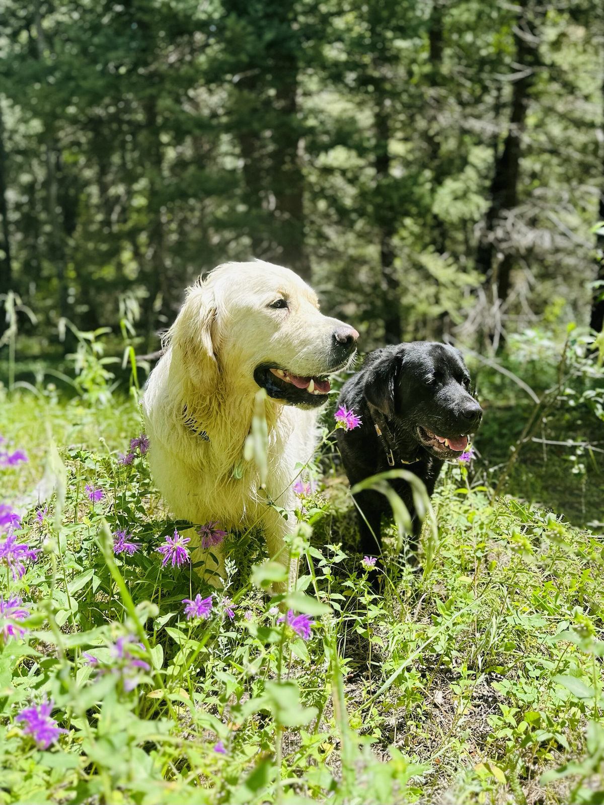 dog hikes