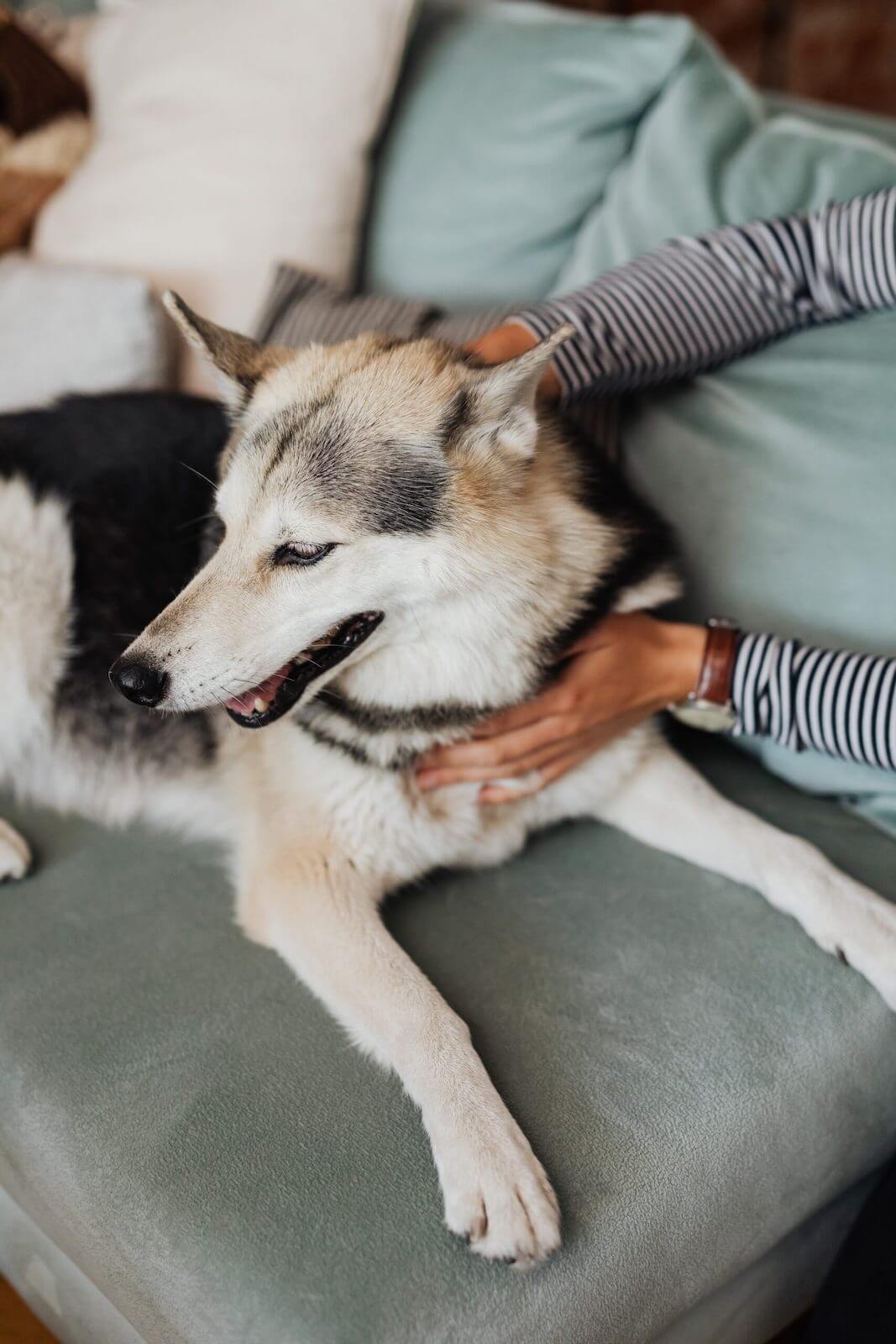 dog massage