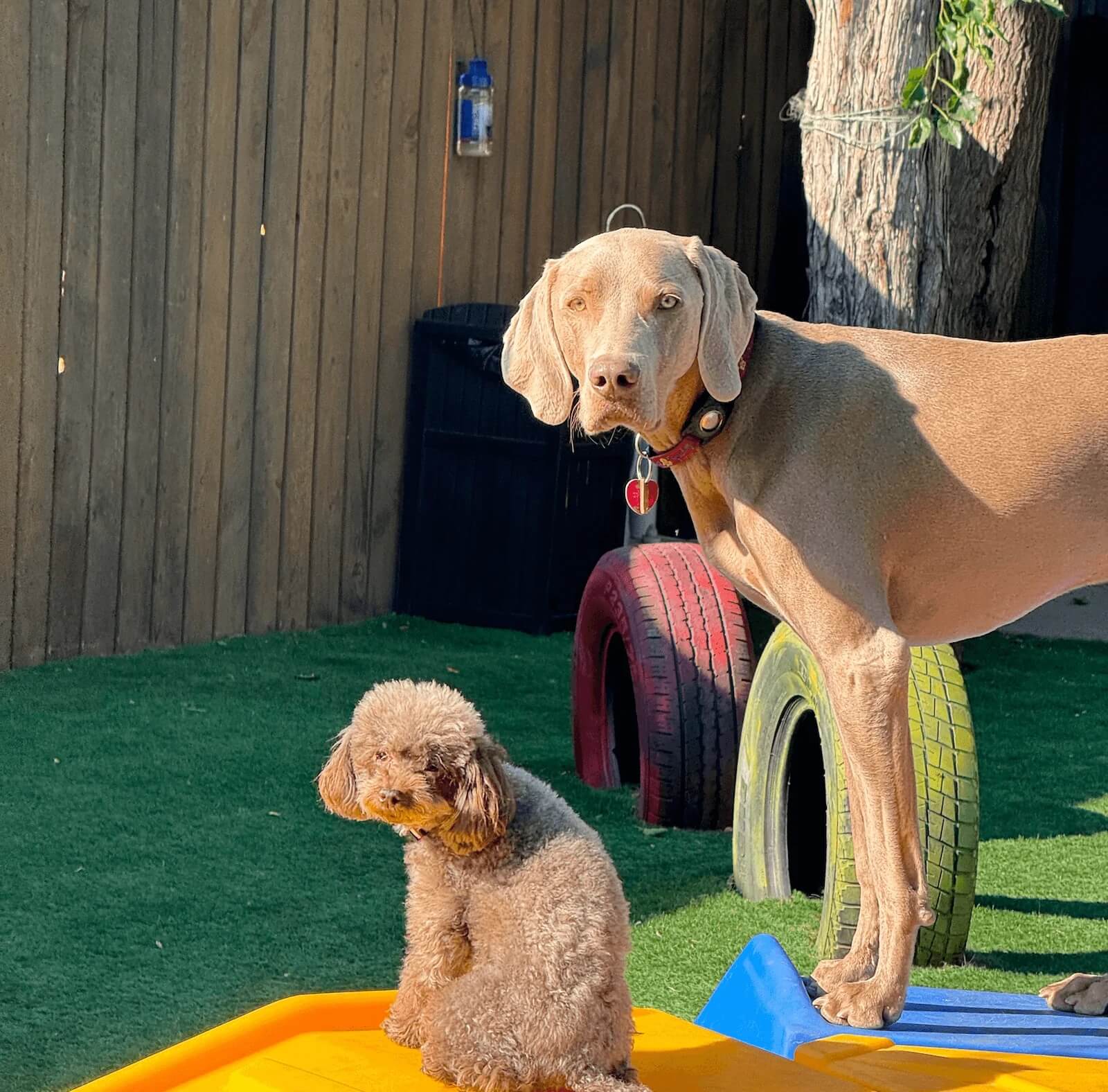 benefits of dog daycare service