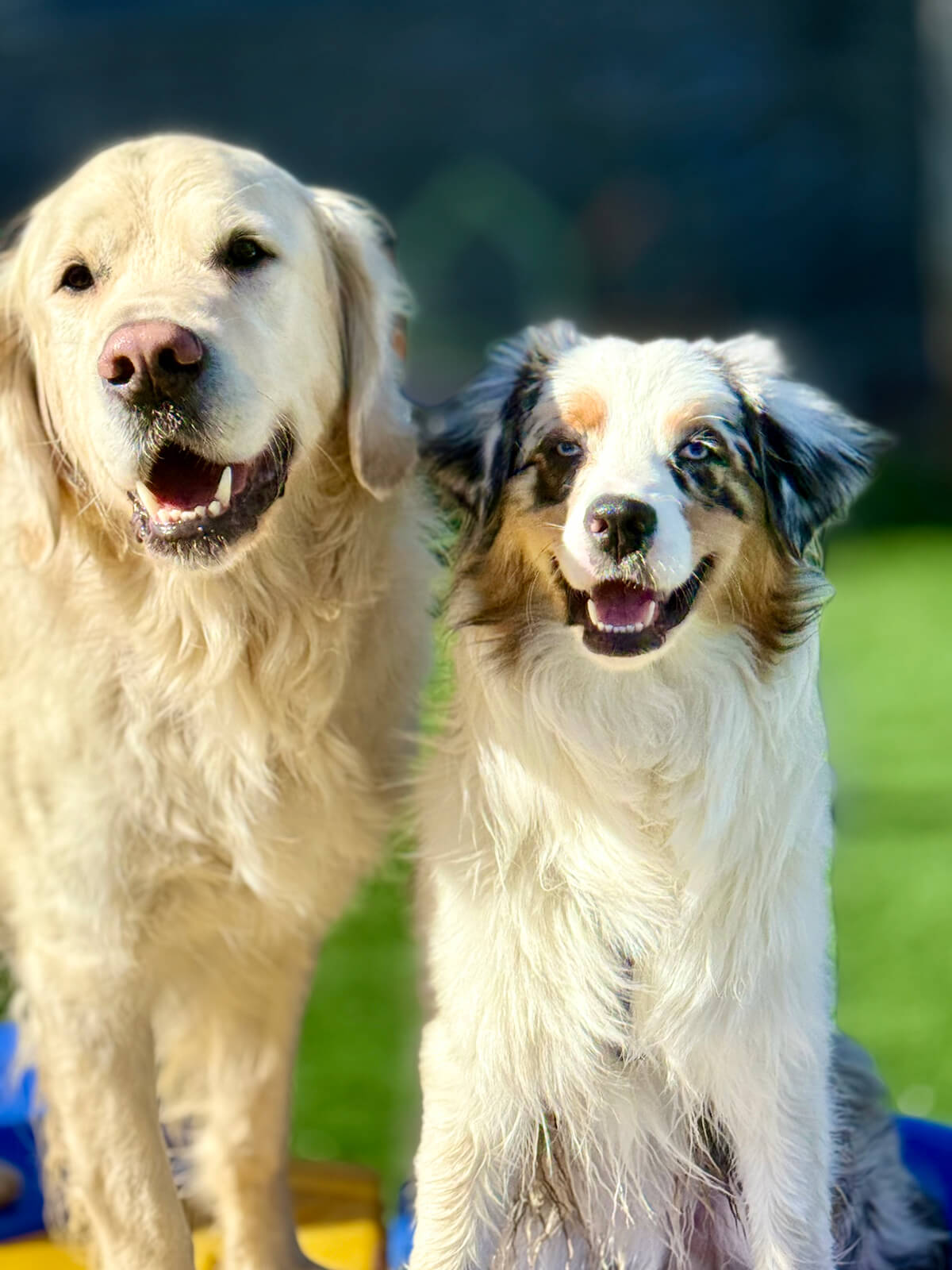 dog boarding and exercise