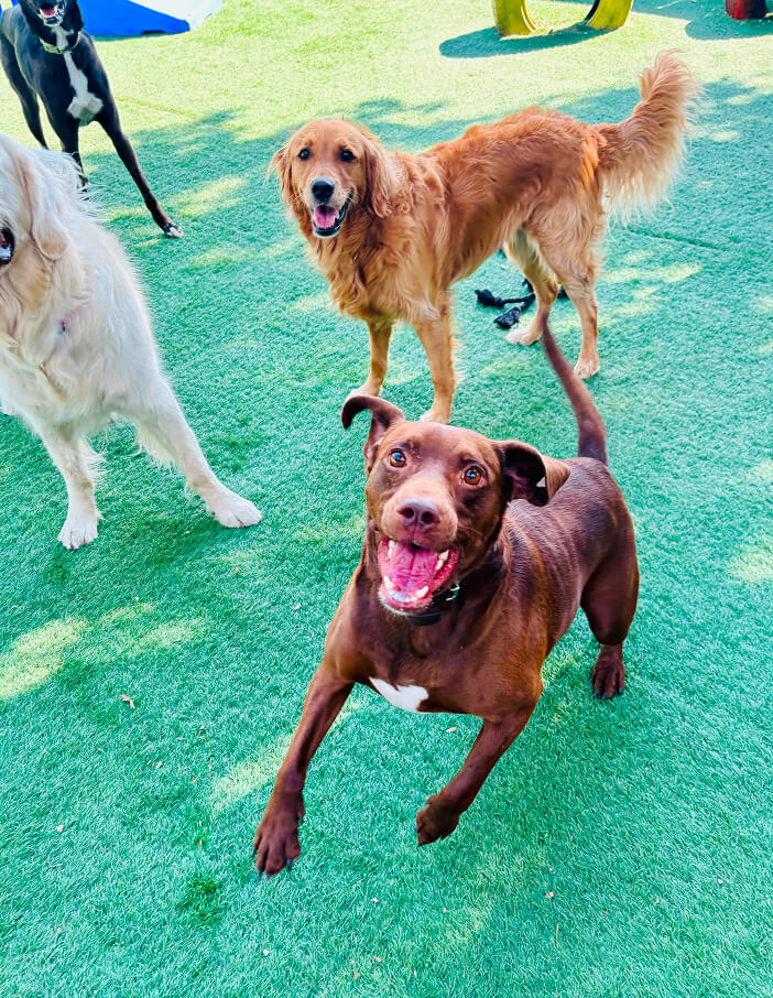 dog exercise