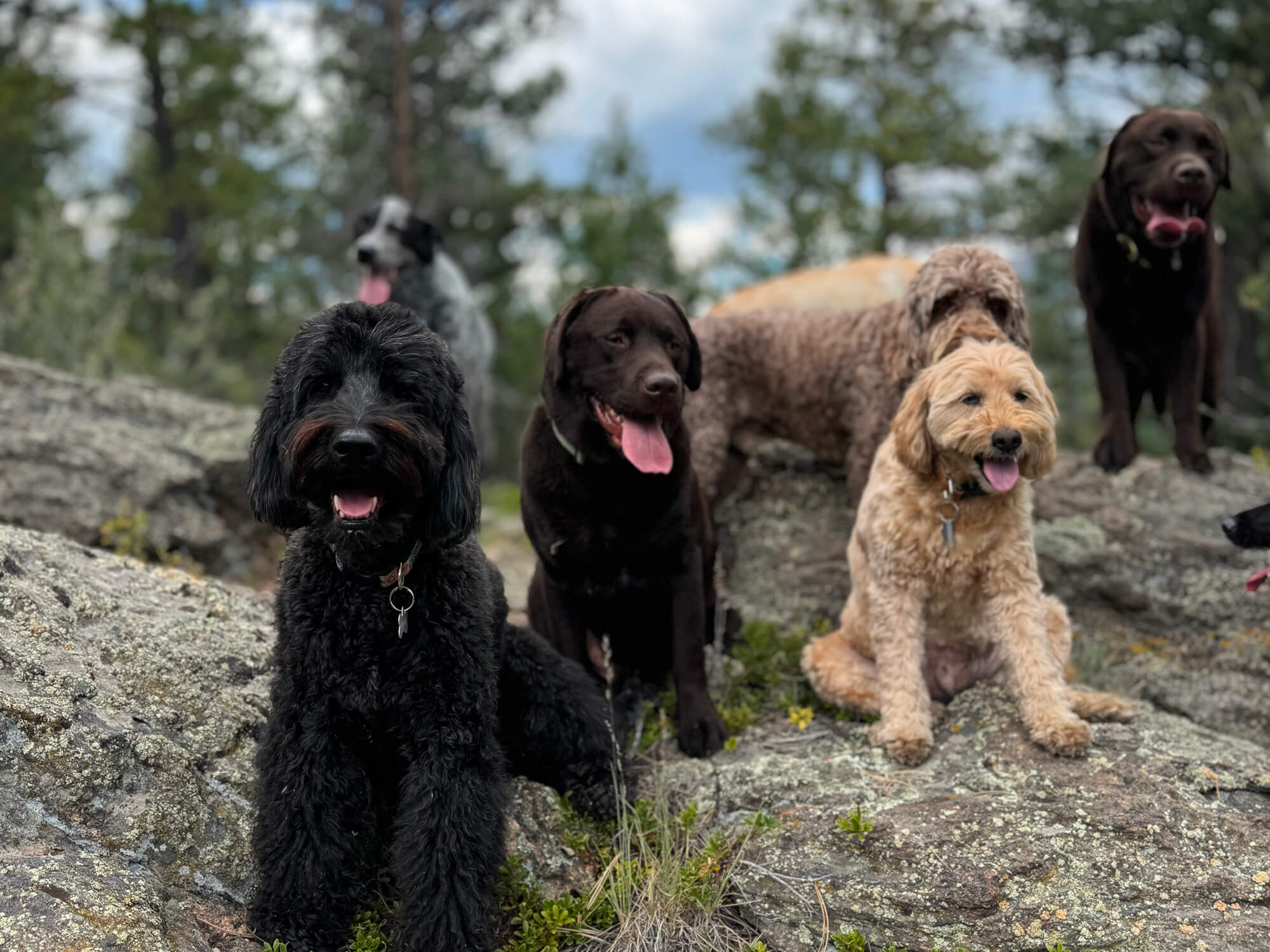 dog hikes