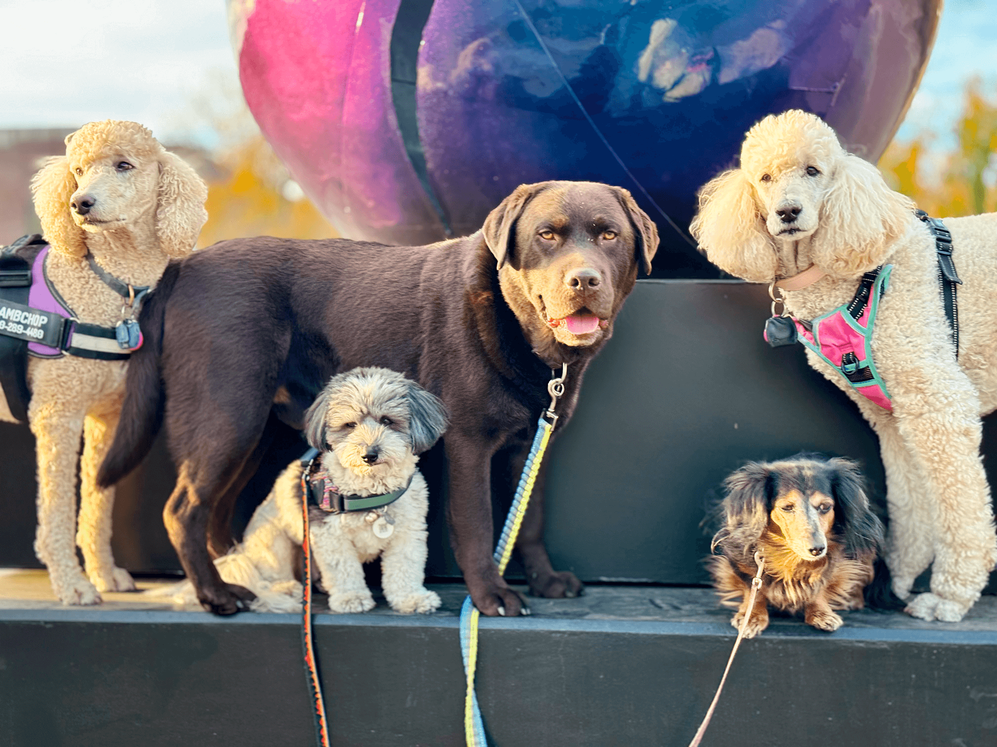 dog hiking service