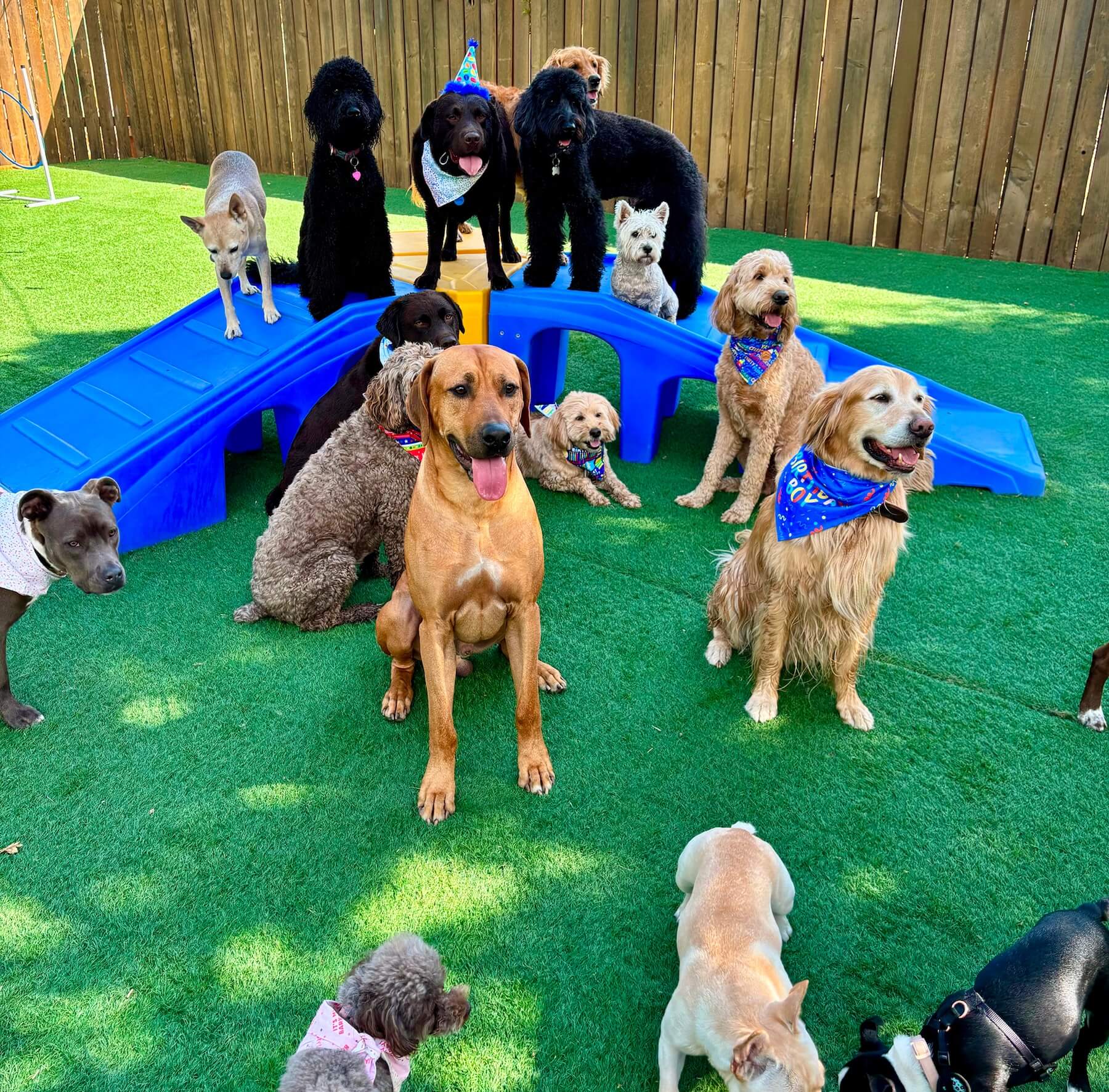 dog walker near me