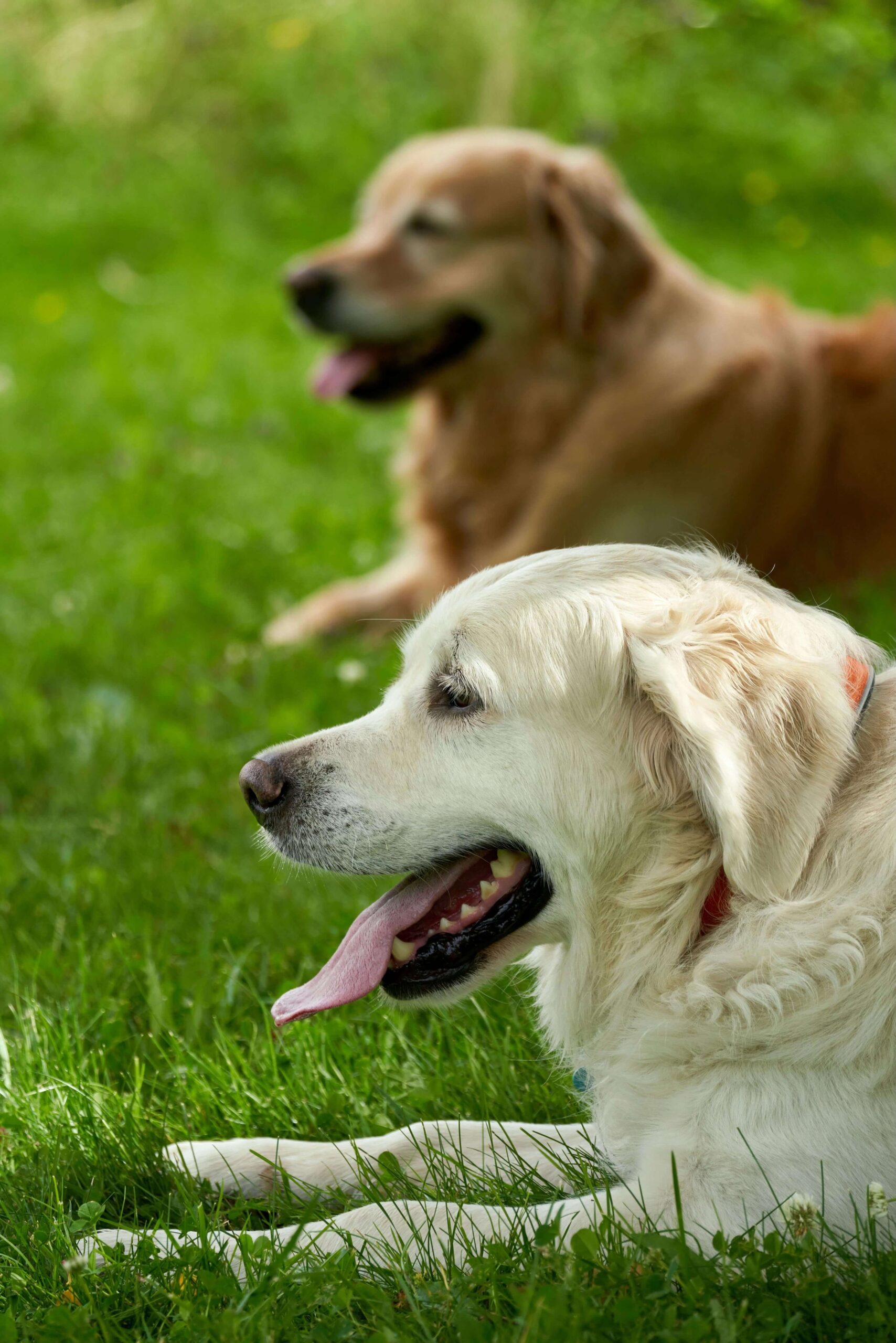 happy tail dog services