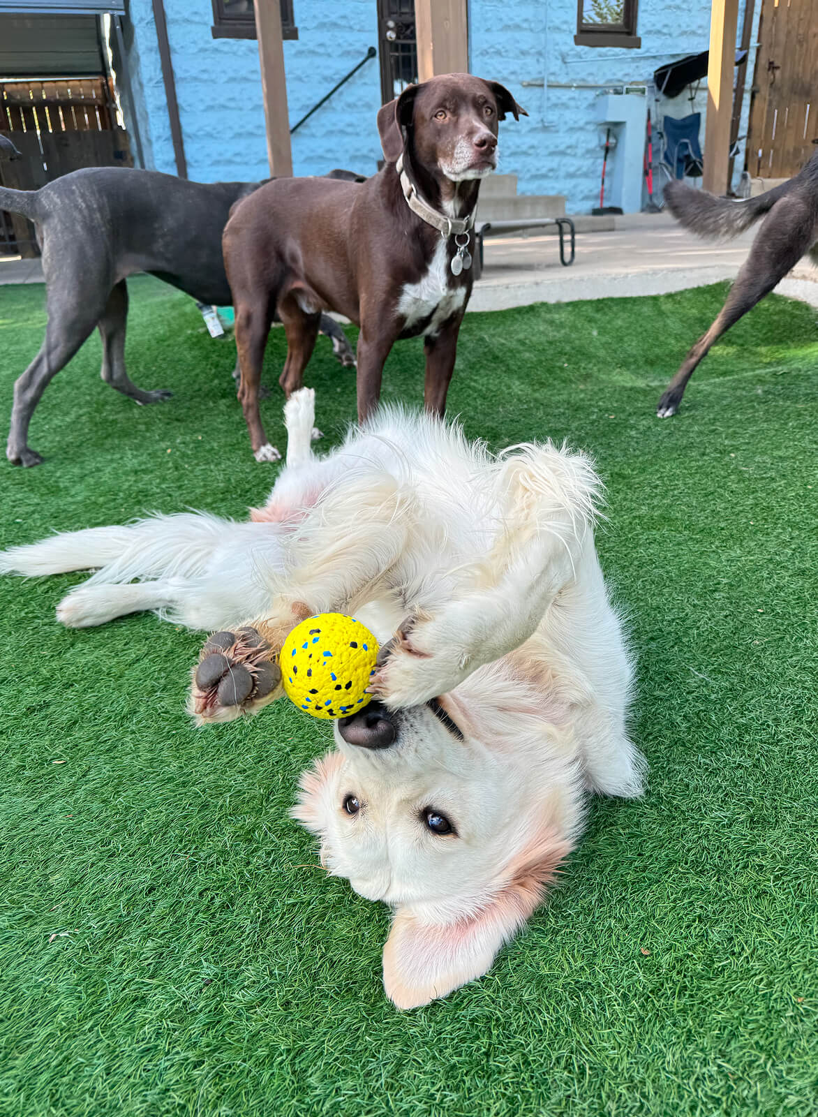 overnight dog boarding
