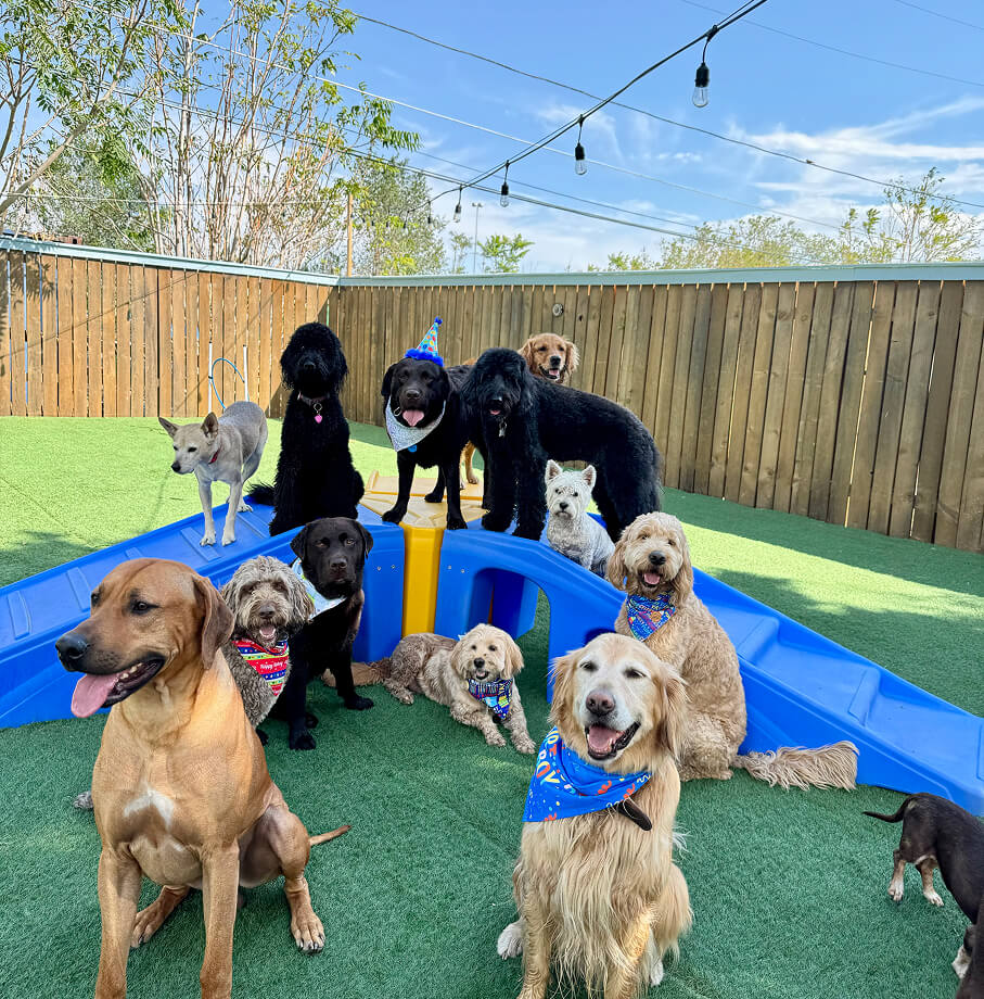 what is dog enrichment