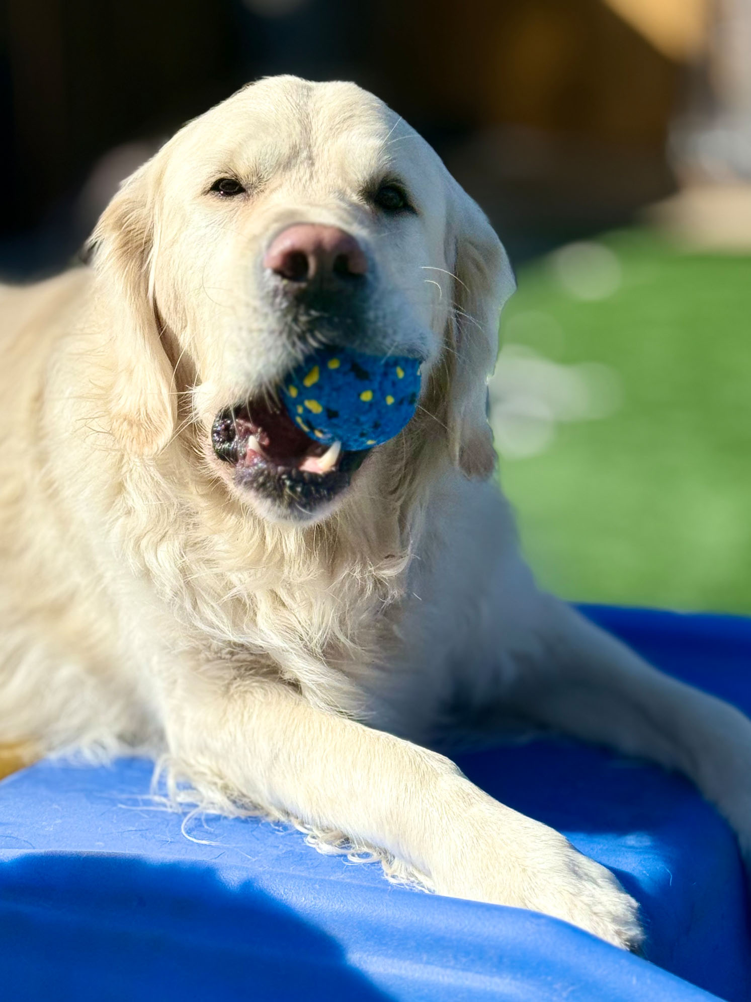 Dog on a blue mat with a ball