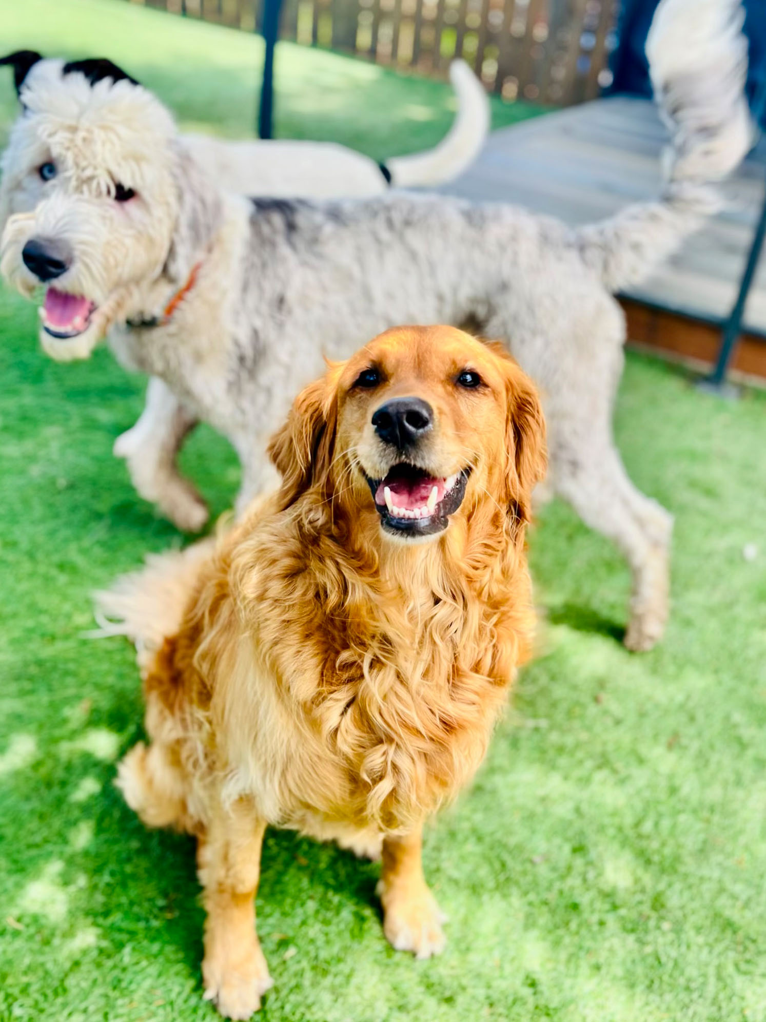 Two dogs playing in grass