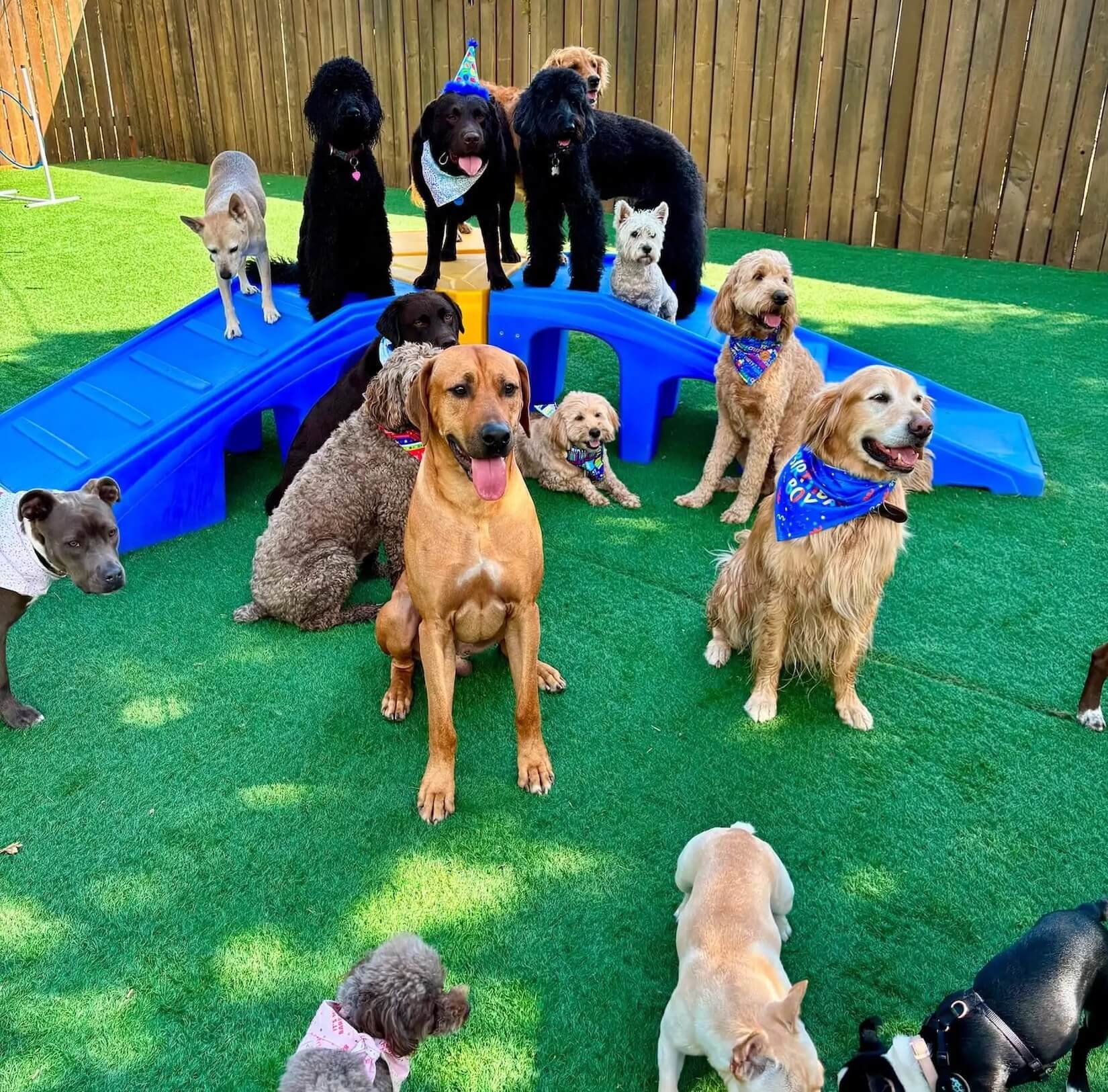 dog-grooming-colorado dog grooming colorado