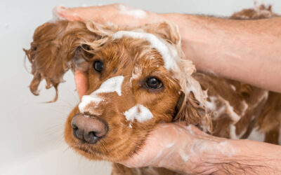 How Often Should You Groom Your Dog?