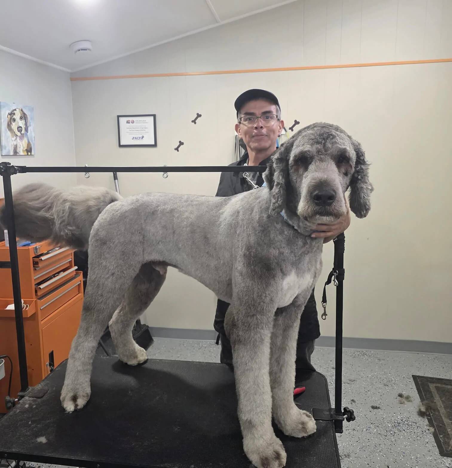 dog-grooming-denver dog grooming denver