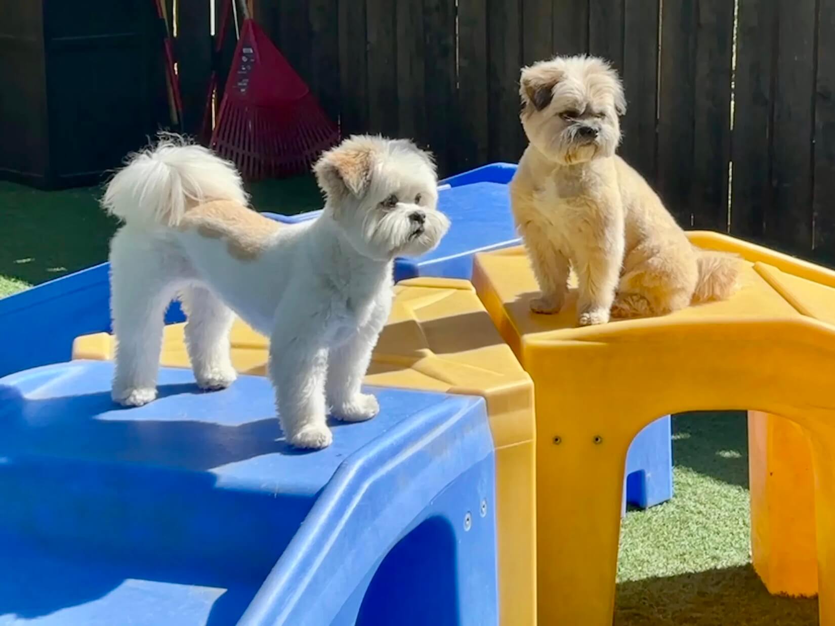 dog-grooming-near-me dog grooming near me