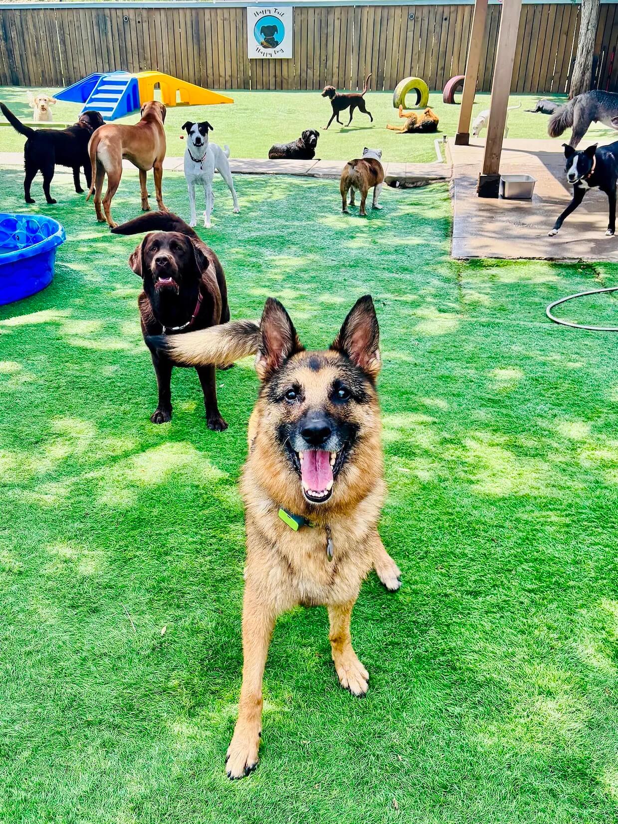 dog grooming services denver