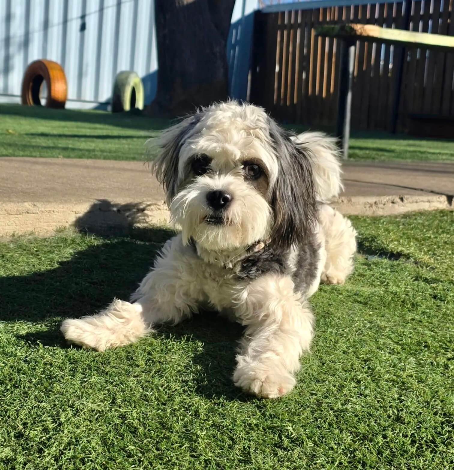 dog-grooming-services dog grooming services