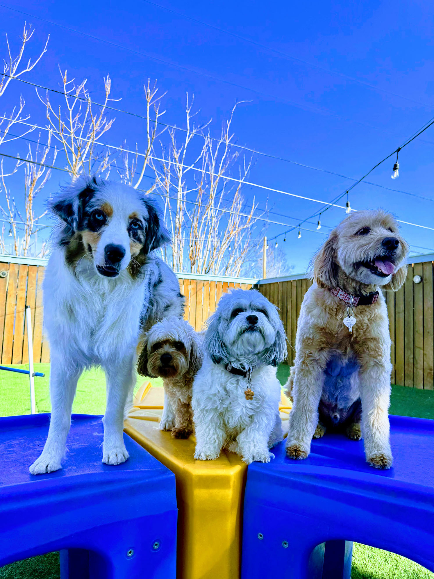 Three dogs on a play platform