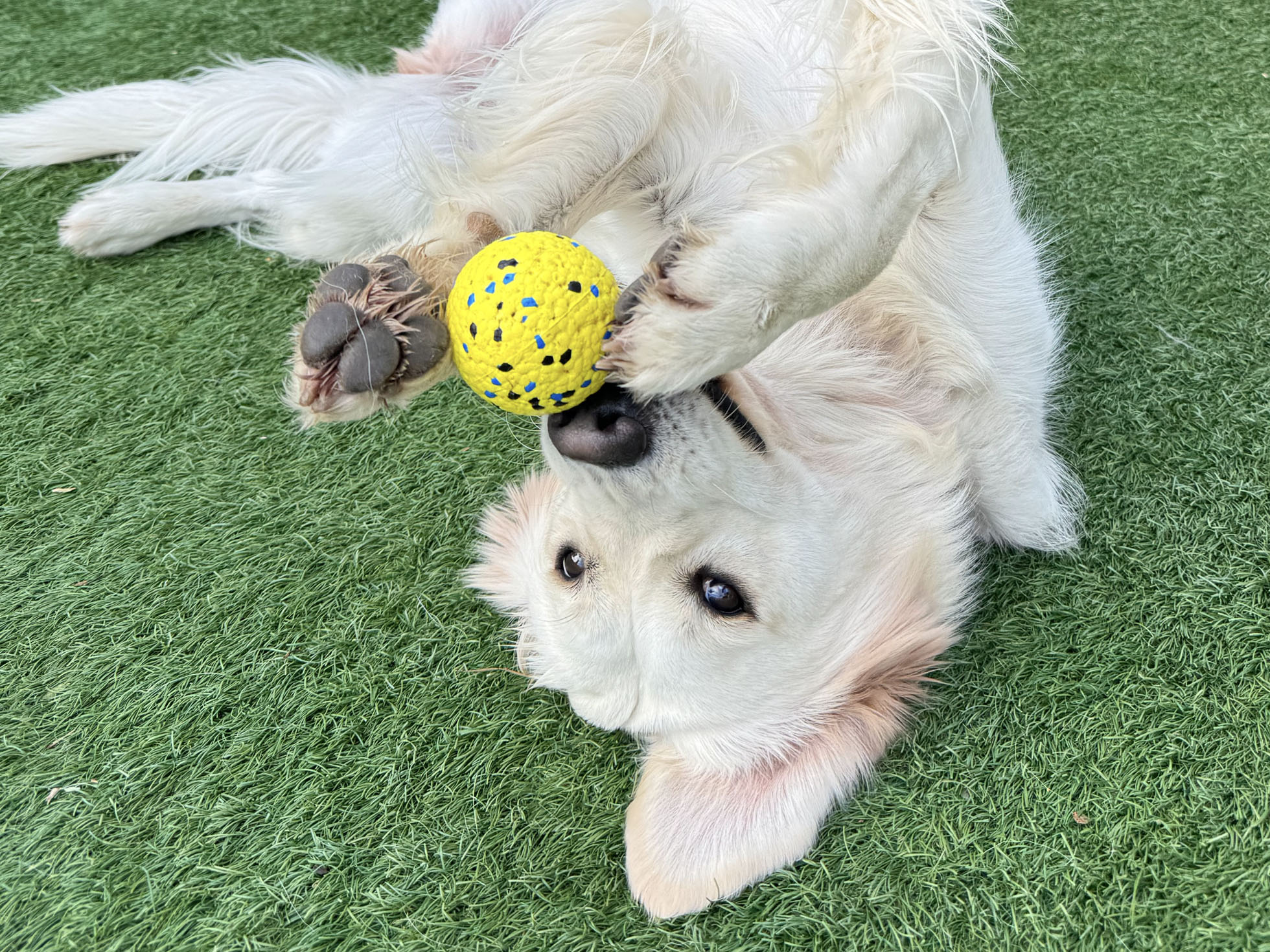 Dog upside down with yellow ball