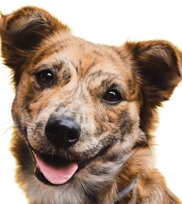 denver-happy-tail-happy-dog denver happy tail happy dog