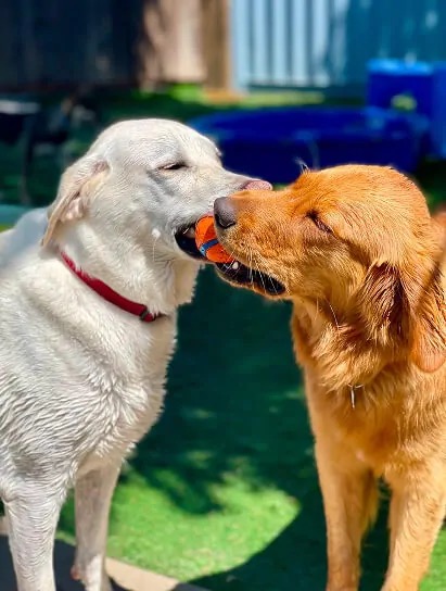 dog-grooming-and-daycare dog grooming and daycare