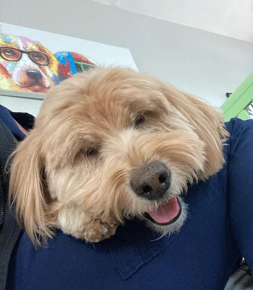 small fluffy dog smiling at camera