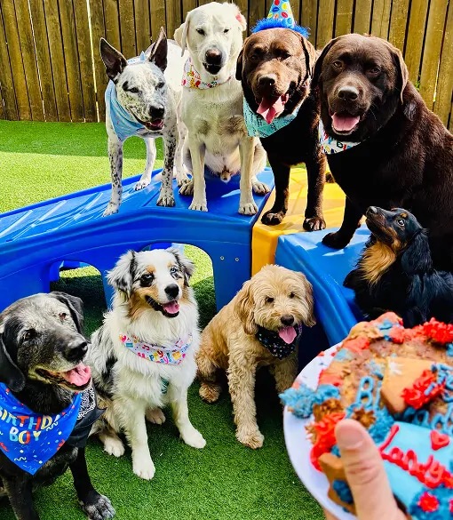 dog birthday party celebration