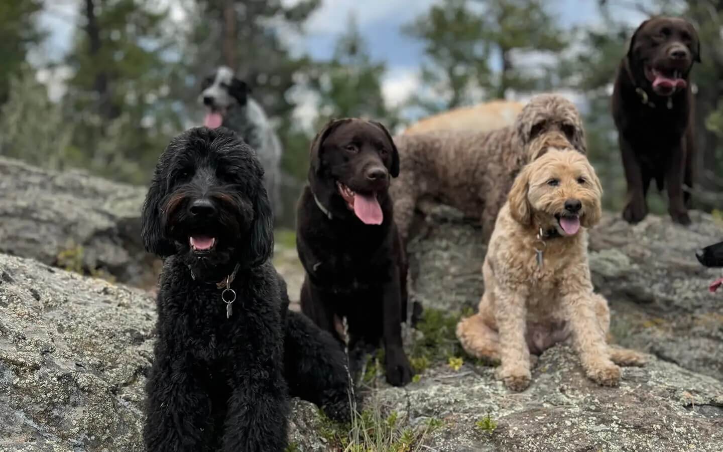 professional-dog-daycare professional dog daycare